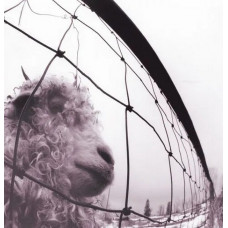 Вінілова платівка Pearl Jam – Vs. (LP, Album, Reissue, Remastered, 180 Gram, Gatefold, Vinyl)