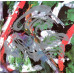 The Cure – Mixed Up (CD, Compilation)