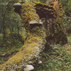 Jan Jelinek - Kosmischer Pitch (LP, Vinyl) Jan Jelinek - Kosmischer Pitch (LP, Vinyl)