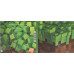 C418 – Minecraft Volume Alpha (CD, Album)