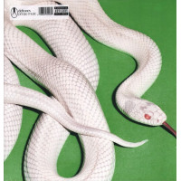Deftones – Private Music (LP, Album, Black Vinyl)