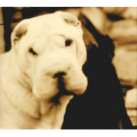 The Hope Blister – Underarms And Sideways (CD, Reissue, Mixed, Album) The Hope Blister – Underarms And Sideways (CD, Reissue, Mixed, Album)